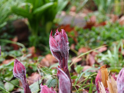 Paeonia Wittmanniana 'Mai Fleurie' P3190095.JPG