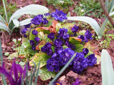 Primula Prim Double P3190113.JPG