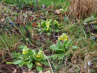 Primula veris P3190102.JPG