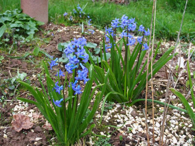 Hyacinthus orientalis P3190103.JPG