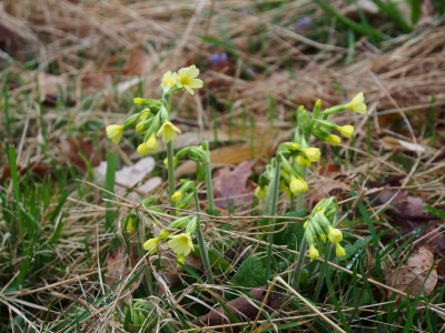 Primula elatior P3190110.JPG
