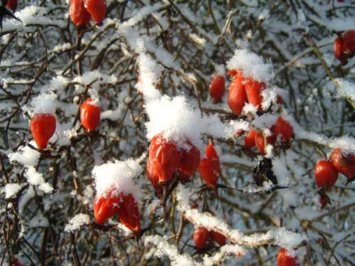 r7-hagebutten-rosa-canina.jpg