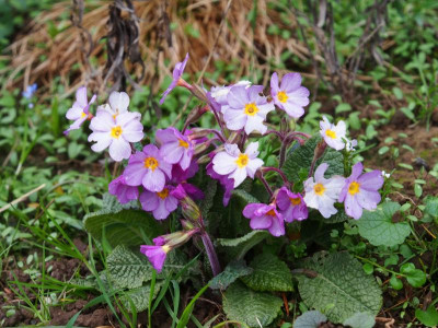 Primula Polyantha Sämling lila P3190105.JPG