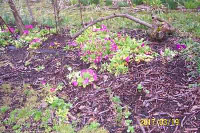 100_6824 Primel unter den Beerensträuchern.jpg