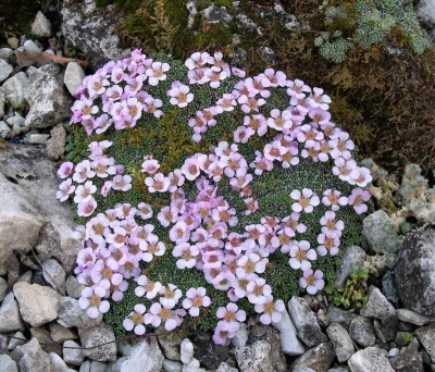 Saxifraga 1.JPG