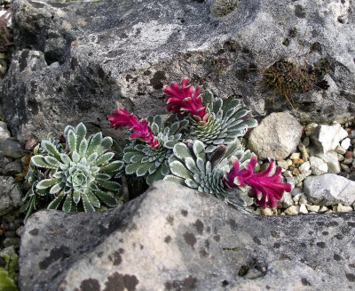 Saxifraga 2.JPG