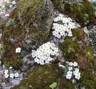 Saxifraga 3.JPG