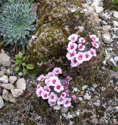 Saxifraga 4.JPG
