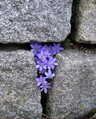 Leberblümchen.JPG