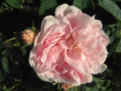 maidensblush9.jpg