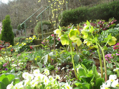 Staudenbeet Helleboren 20170320_02.jpg