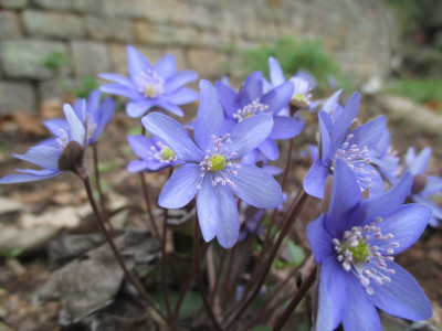 Hepatica nobilis 20170320.jpg