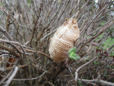 Mantis Oothek 20170320_03.jpg