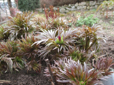 Paeonia tenuifolia 'Little Red Gem' 20170320_03.jpg