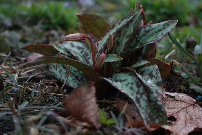 erytdens173bd.jpg