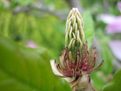 Magnolia_Ricki_Fruchtstand_0270.jpg