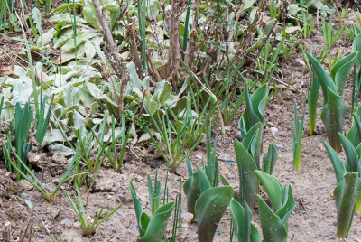 Muscari_Laub.jpg