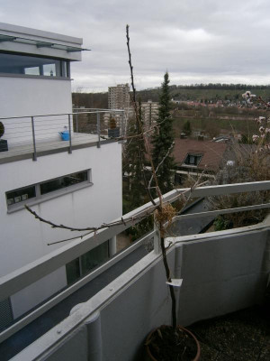 Idared, Aprikosenbaum 002.JPG