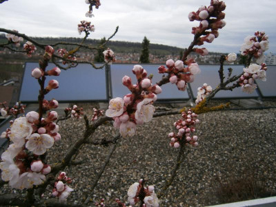 Aprikosenblüte 17 002.JPG