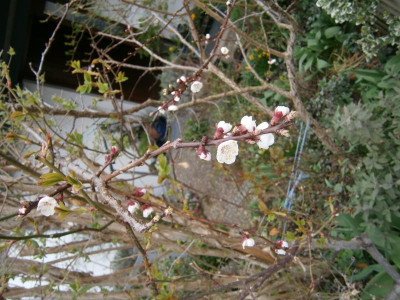 Aprikosenblüte 17 004.JPG