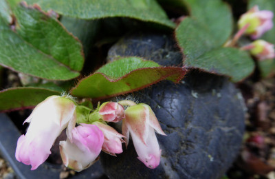 Epigaea asiatica  ...  21.3.17 011.jpg