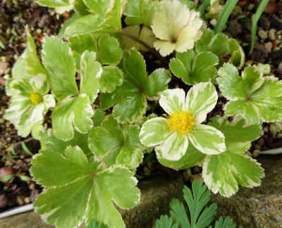 Hacquetia epipactis 'Thor' ...  21.3.17 014.jpg