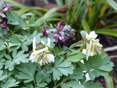 2017-03-21 Corydalis solida 1.jpg