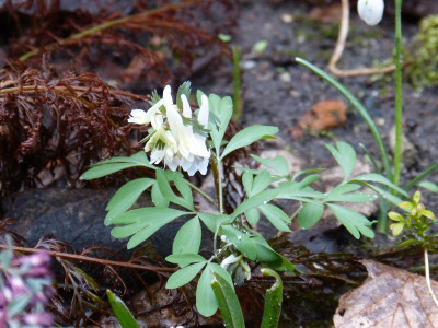 2017-03-21 Corydalis 2.jpg