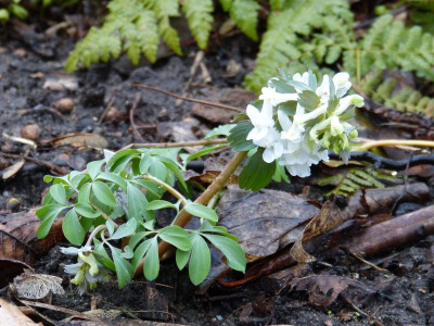 2017-03-21 Corydalis solida 'White Swallow'.jpg