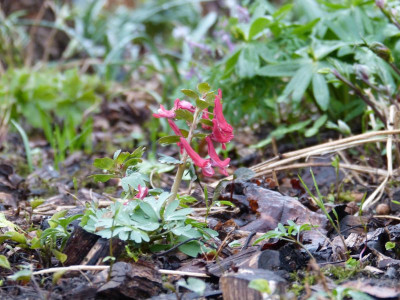 2017-03-21 Corydalis solida 4.jpg