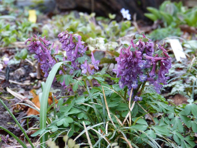 2017-03-21 Corydalis solida 3.jpg