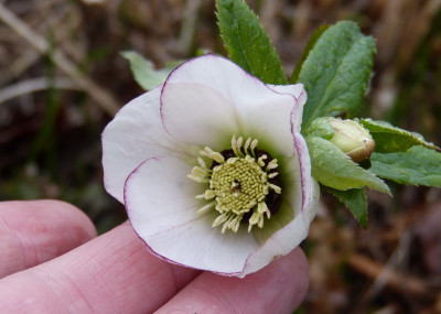 2017-03-21 Helleborus x hybridus 1.jpg