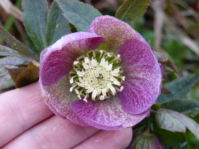 2017-03-21 Helleborus x hybridus 3.jpg