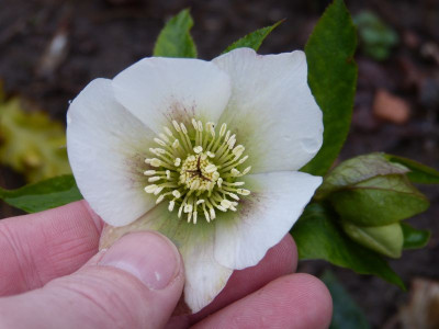 2017-03-21 Helleborus x hybridus 4.jpg
