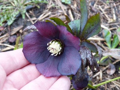 2017-03-21 Helleborus x hybridus 5.jpg