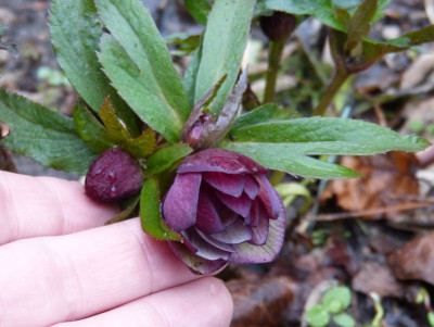 2017-03-21 Helleborus x hybridus 'Manuela'.jpg