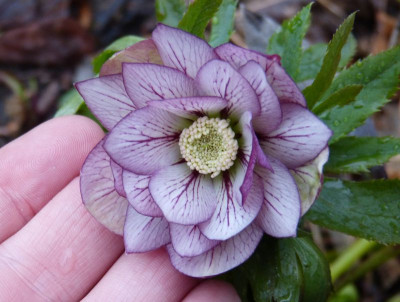 2017-03-21 Helleborus x hybridus 'Nina' 1.jpg
