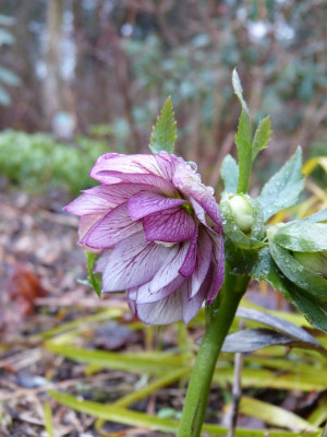 2017-03-21 Helleborus x hybridus 'Nina' 2.jpg