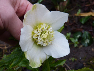 2017-03-21 Helleborus x hybridus Barnhaven 3.jpg