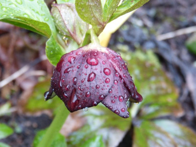 2017-03-21 Helleborus x hybridus Barnhaven 1.jpg