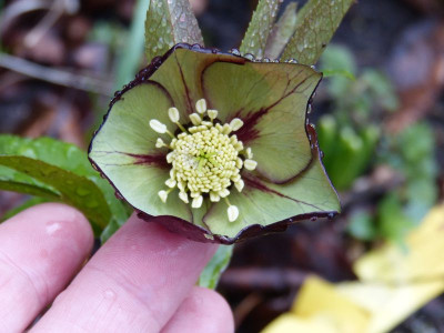 2017-03-21 Helleborus x hybridus Barnhaven 2.jpg