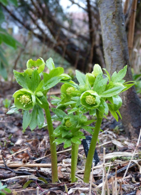 2017-03-21 Helleborus odorus 1.jpg
