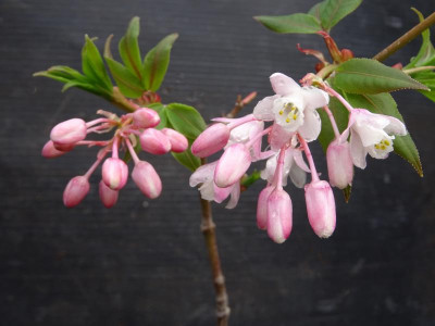 Staphylea holocarpa Rosea März 2017.jpg