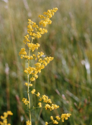 feuchte_wiese_2-_galium_verum.JPG