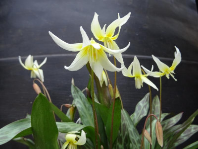 Erythronium multiscapoideum März 2017.jpg