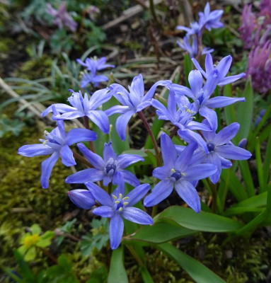 Chionoscilla allenii März 2017.jpg