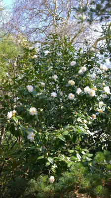 WP_20170321_043 Camellia japonica Hagoromo.jpg