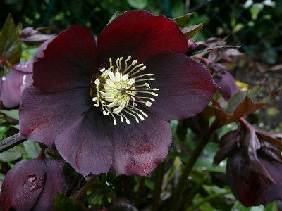helleborus_2017-03-18_900.jpg