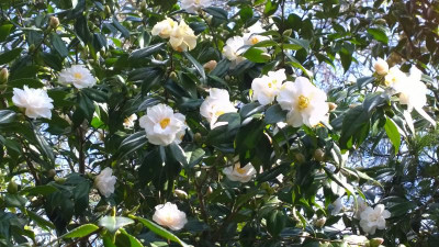 WP_20170321_044 Camellia japonica Hagoromo.jpg