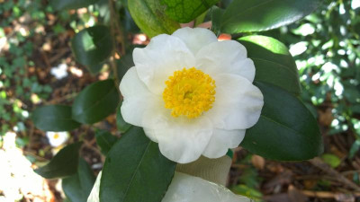 WP_20170321_088 Camellia japonica Yukimi Guruma.jpg